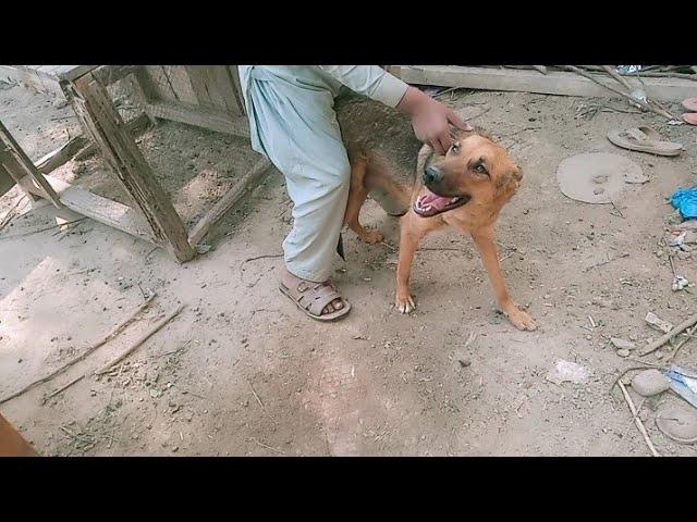 Stray Dog Follows Woman's Scooter ForWeeks | The Dodo 2024