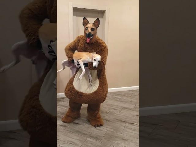 A big fat shaggy doggie brings a little dog for Tanya