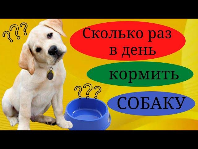 Сколько раз в день и когда кормить собаку.