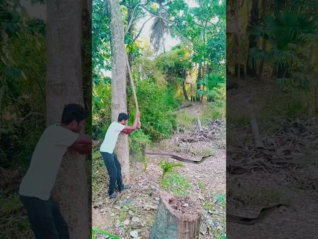 Snake attack #reel #reels #trending #viral #viralreels #video #tiger #wildlife #reelsvideo