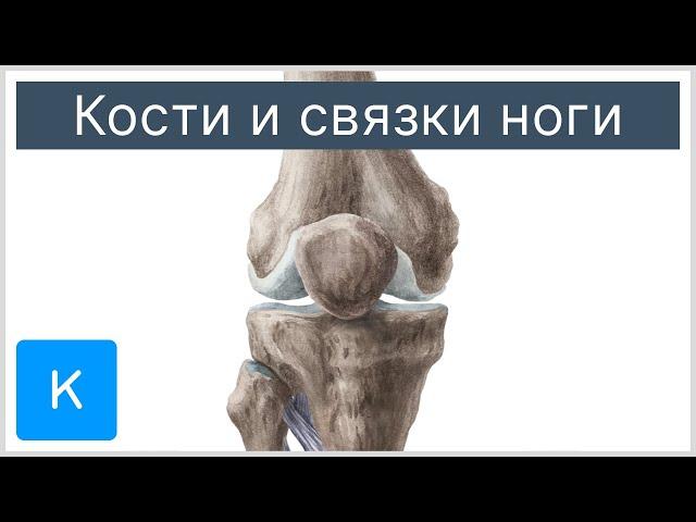 Кости и связки ноги - Анатомия человека | Kenhub