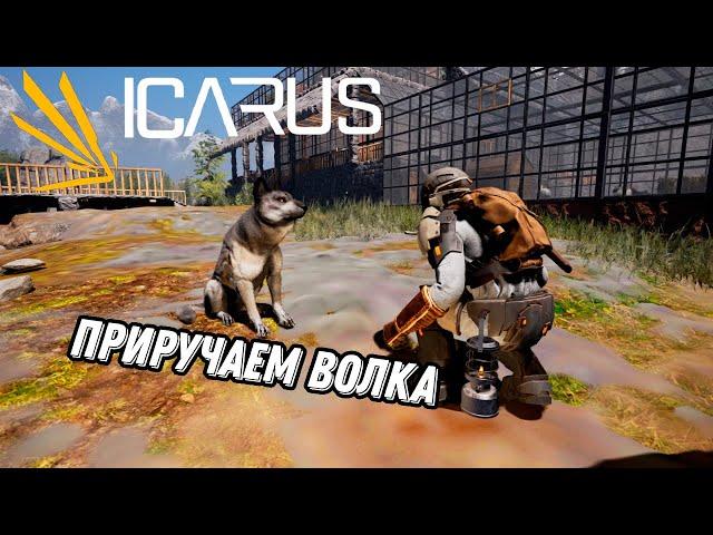 Как приручить волка (гайд) - ICARUS