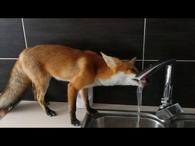 Red Fox at home :)