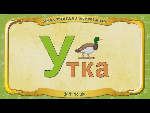 Мультипедия животных. Буква У - Утка