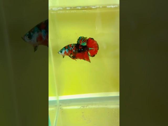 Red Galaxy Betta Fish #bettafish #shorts