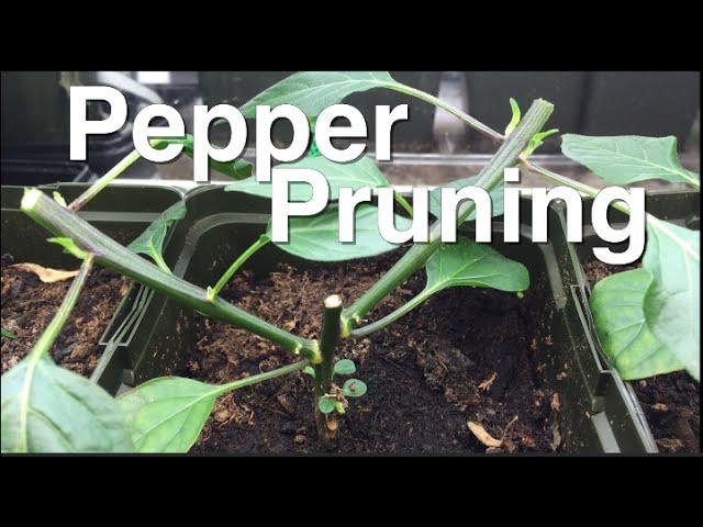 EZ Pepper Pruning for Great Results and Huge Yields