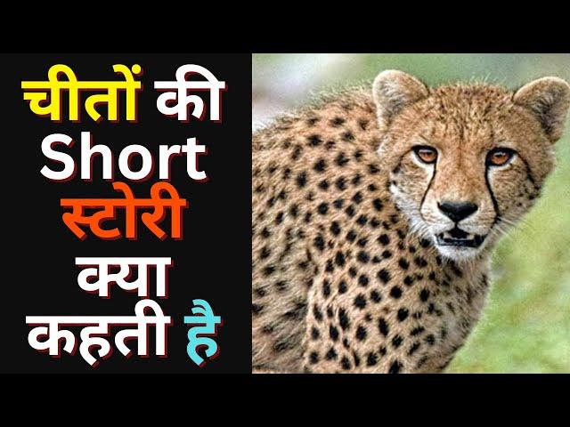 चीतों की Short स्टोरी क्या कहती है Kuno National Park ke Cheetoh ki short story #leopard #cheetahs