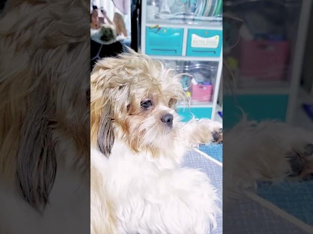Cutie Coco the ShihTzu #short#cute #shihtzu #pets #shihtzulife #coco #furbaby