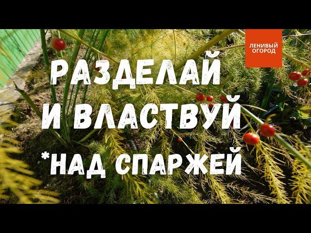 Размножение спаржи осенью | Посадка спаржи под зиму | Спаржа выращивание и уход | Деление спаржи