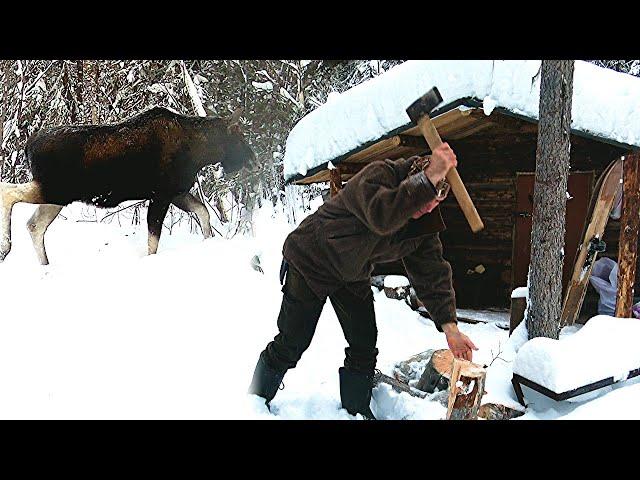 Живу в таёжной избе. Кругом лоси. Проверка путиков