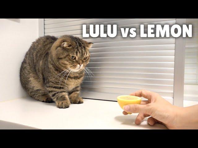 I Found LuLu’s Worst Enemy! | Kittisaurus