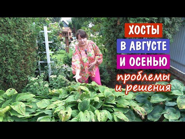 ХОСТЫ ОСЕНЬЮ. Чем болеют? Как лечить? Чем удобрять? Когда обрезать? Как избавить от слизней?