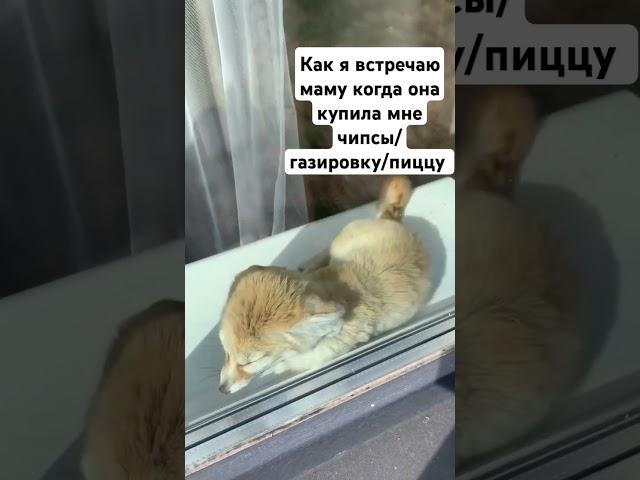 Мило #индоминусяйца #шайлураптор