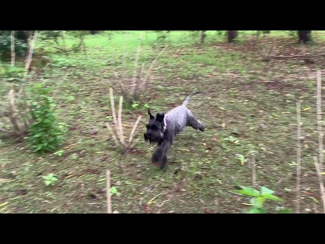 Happy Miniature Schnauzer running free at Bucksaw campground