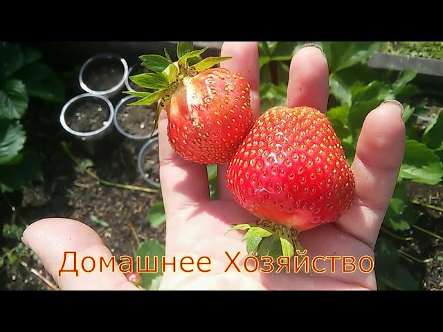 Земляника в СИБИРИ//СИБИЛЛА