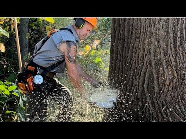 Pennsylvania hardwoods under attack by 500i