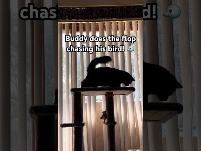 Buddy does the flop chasing his bird! #shorts #cats