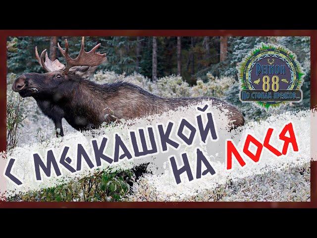 Регион 88 | С мелкашкой за лосем. Куда стрелять