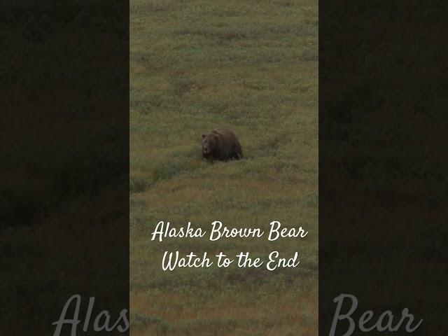 Alaska Brown Bear Hunt