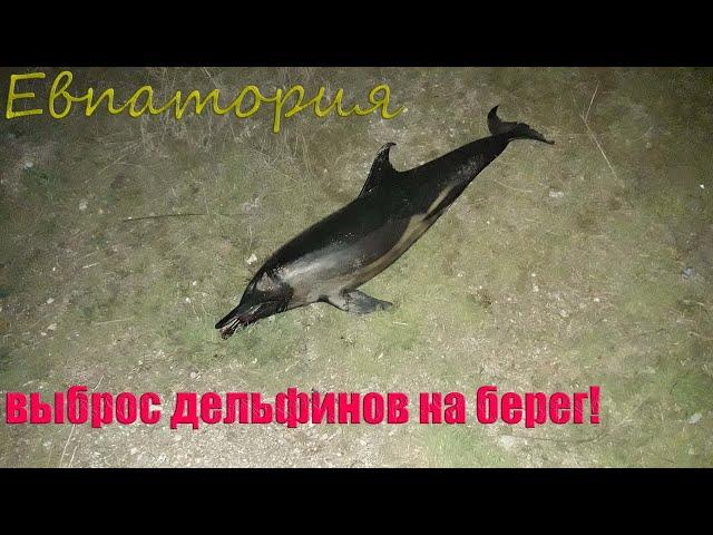 Евпатория (Рядом), ВЫБРОС ДЕЛЬФИНОВ НА БЕРЕГ!/ Yevpatoriya, DOLPHINS ON THE SHORE! 02.04.2022