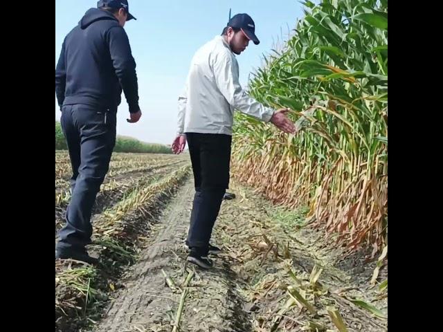 Mass seeds, MASS 48 L #corn #agro #harvest