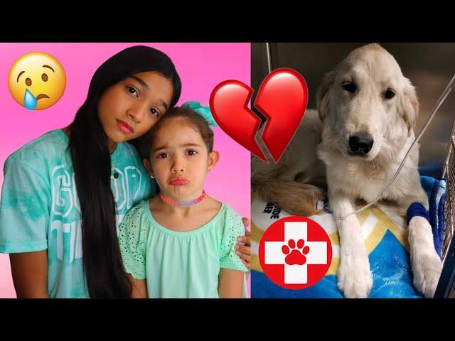 WE RUSHED Our PUPPY To The HOSPITAL! **EMOTIONAL**  |THE MIR FAM