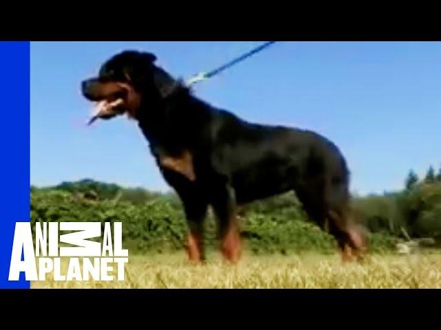 Rottweiler | Dogs 101