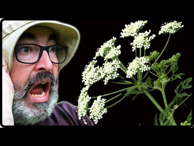 Poison Hemlock Alert! How to Safely Control Flowering Hemlock️