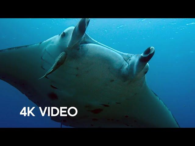 Manta Ray Gets a Spring Clean | 4KUHD | Japan: Earth's Enchanted Islands | BBC Earth