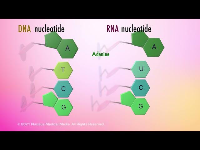 Nucleic Acids