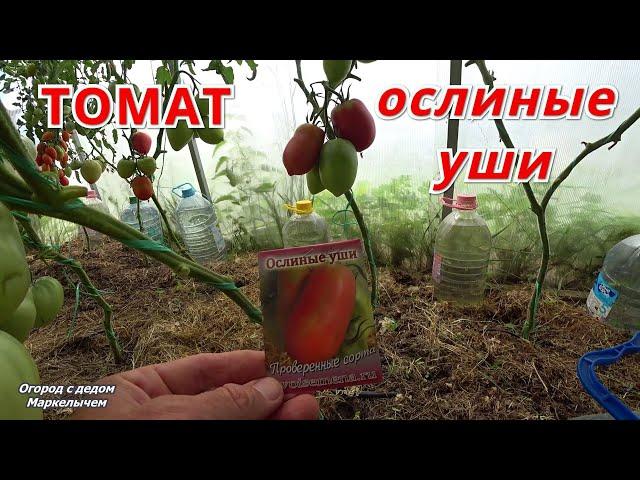 ТОМАТ ОСЛИНЫЕ УШИ. Обзор сорта.