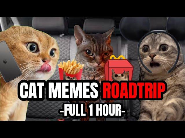 CAT MEMES: ONE HOUR OF ULTIMATE CAT MEMES ROADTRIP