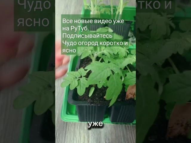 Это просто ужас! Рассада погибнет, корни сгниют