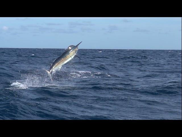 Adam Fisk's 500 Pound Marlin Short