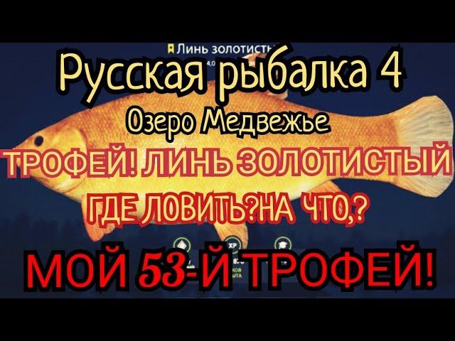 РР4. Где ловить ТРОФЕЙ Линь ЗОЛОТИСТЫЙ на озере Медвежье.