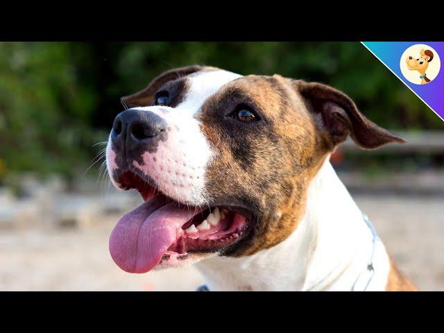 American Staffordshire Terrier ▶︎ Charakter, Haltung & Pflege 