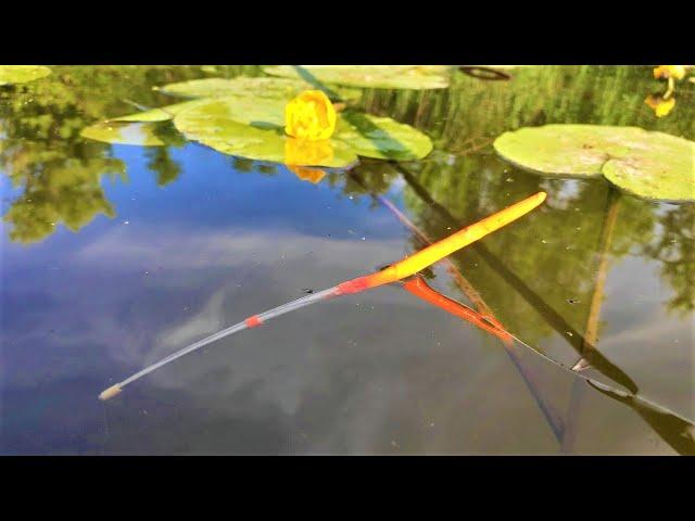 CATCHING LARGE CRUCIAN CARP ON A FLOAT - FISHING WITH A FISHING ROD IN WATER LILIES