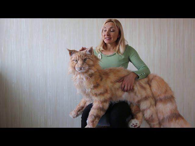 Maine Coon cat -realistic toy (made to order)