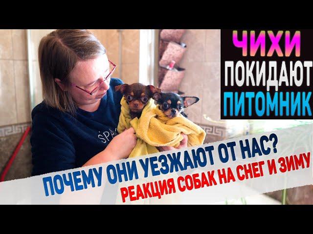 Две Чихуахуа уезжают от нас. В чем причина? Реакция людей и собак на снег и зиму в Крыму.