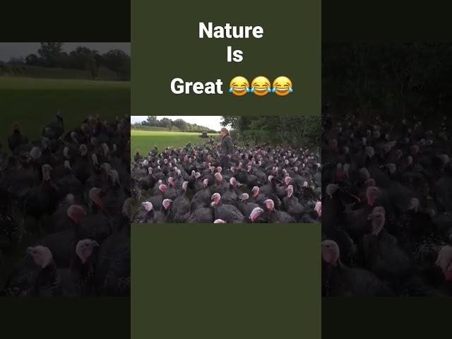 The best of Internet. A group of turkeys ‘laugh’ at a Journalist