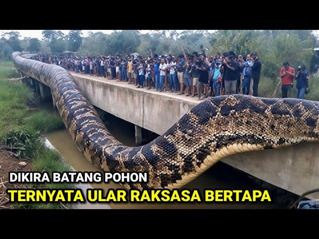 Gempar Di Jawa Timur !! Dikira Batang Pohon, Ternyata Ular Besar Sedang Bertapa