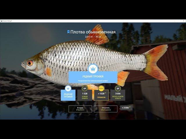 Russian Fishing 4/ Русская рыбалка 4 / Синяя Плотва Обыкновенная #shorts