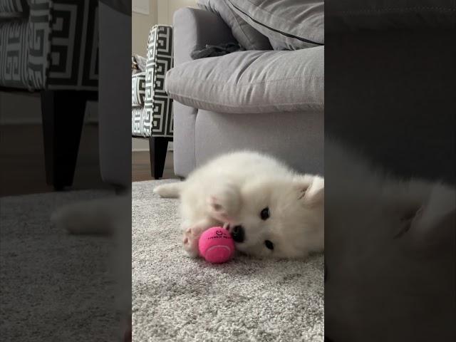 Fluffy Cloud Reacts To Her First Ball #shorts #fyp #puppy