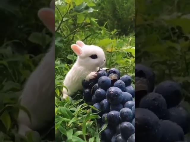 #Кролики Кушают Вкусняшкималенький #кролик #крольчата #Funny Cute #rabbit #babyrabbit #зайка