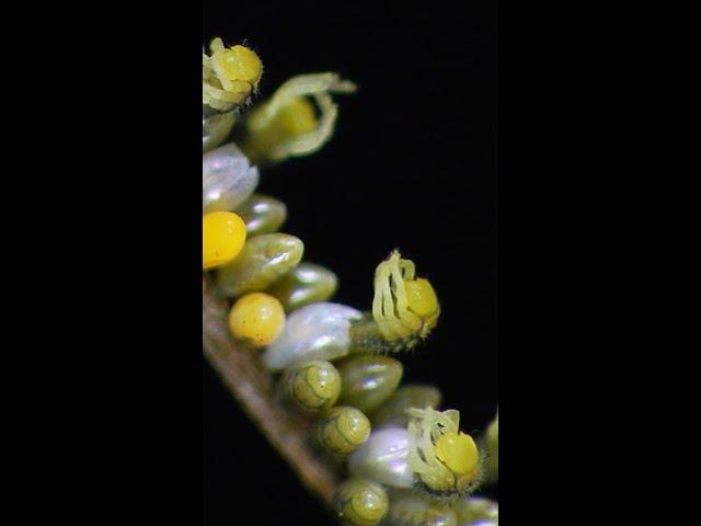 Ladybug Eggs Hatching #shorts