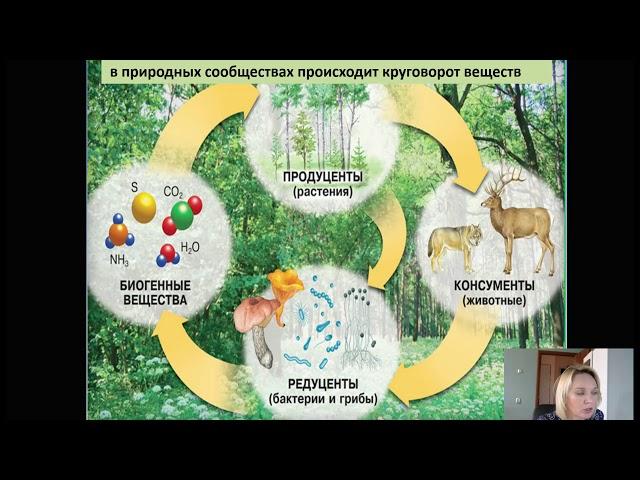 Функциональные группы в экосистеме. Биология 11 класс.