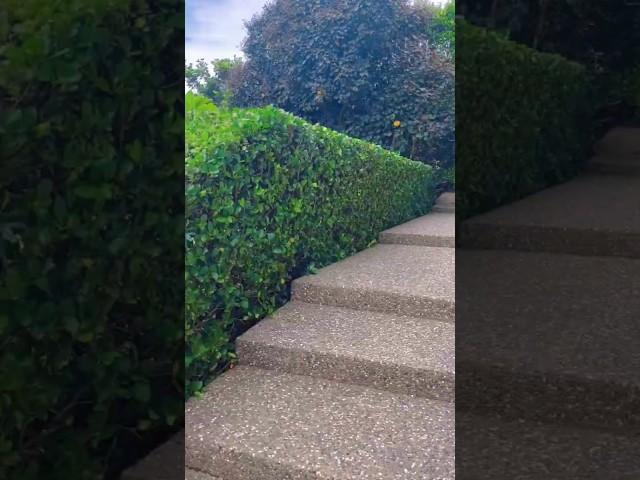 Professional hedge trimming with a waiting game #gardenerlife