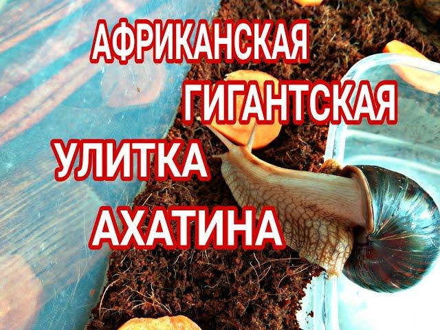 Африканская гигантская улитка-Ахатина. Содержание. Кормление. Размножение.