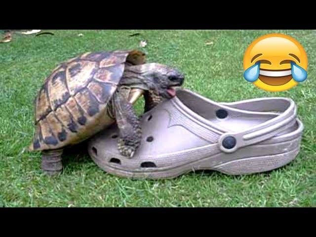 FUNNIEST TURTLES - Cute And Funny Turtle / Tortoise Videos Compilation [BEST OF ]