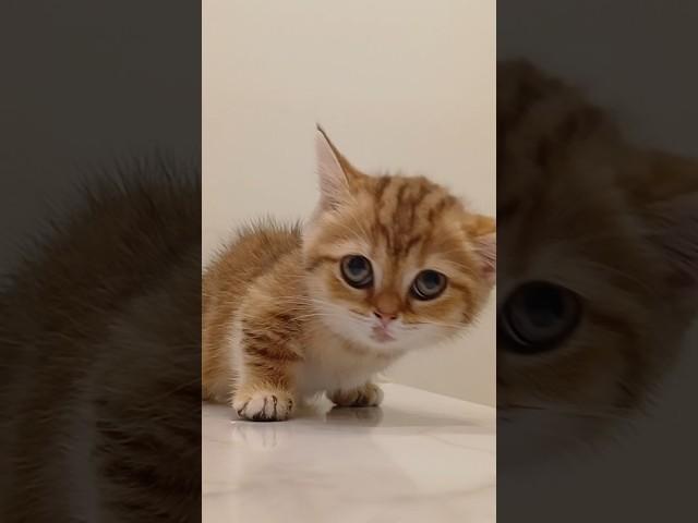 MUNCHKIN kitten hospital